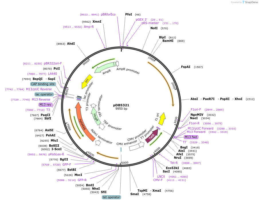 204831-plasmid-map-sequence-id-405723