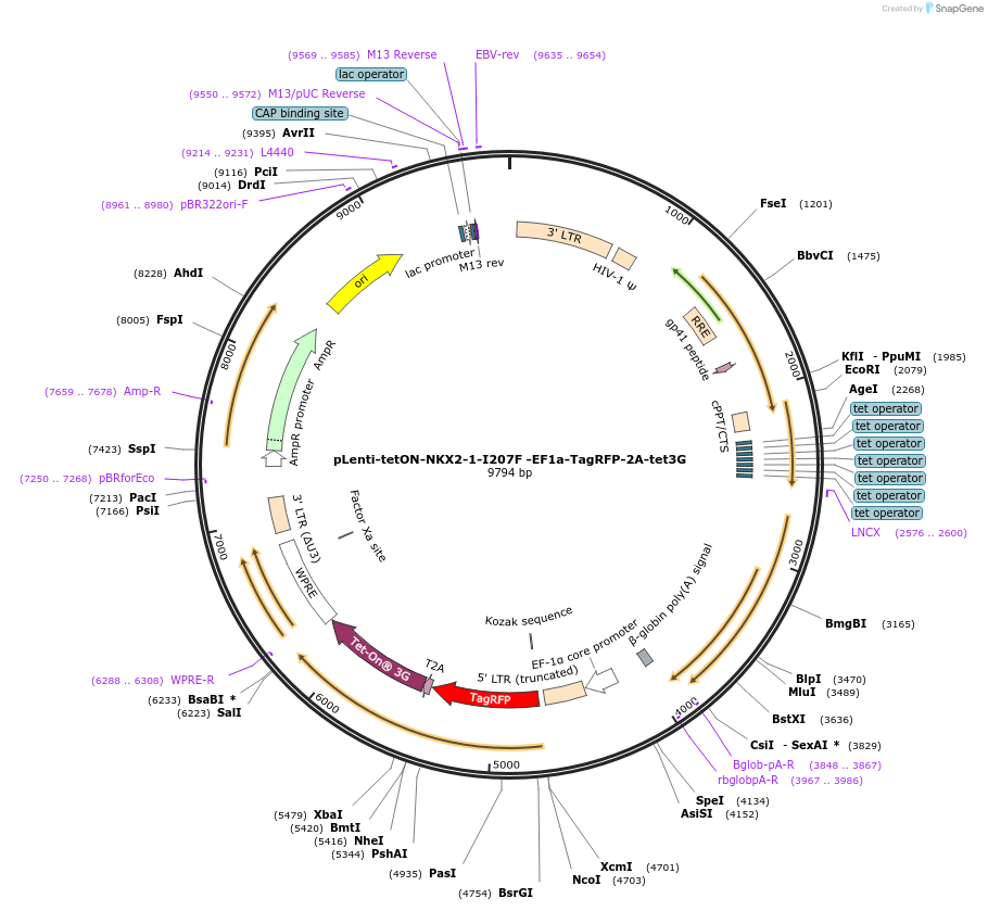 204212-plasmid-map-sequence-id-405725