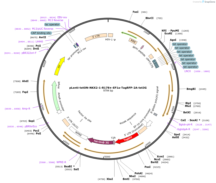 204210-plasmid-map-sequence-id-405727