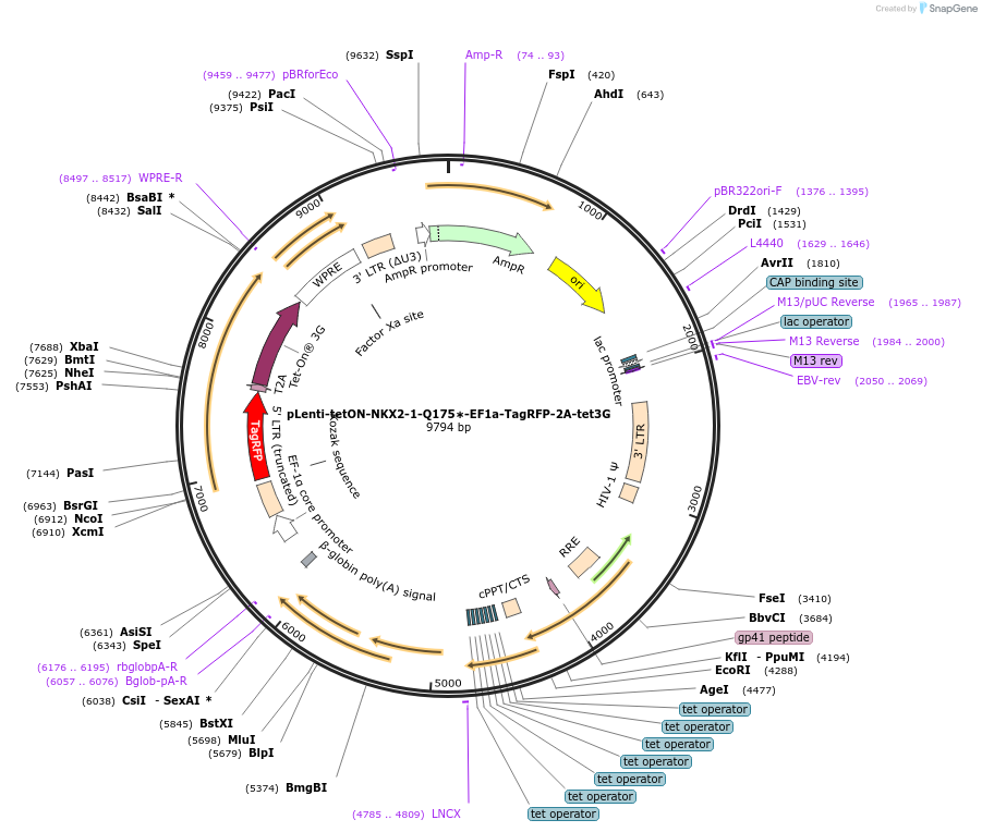 204211-plasmid-map-sequence-id-405728