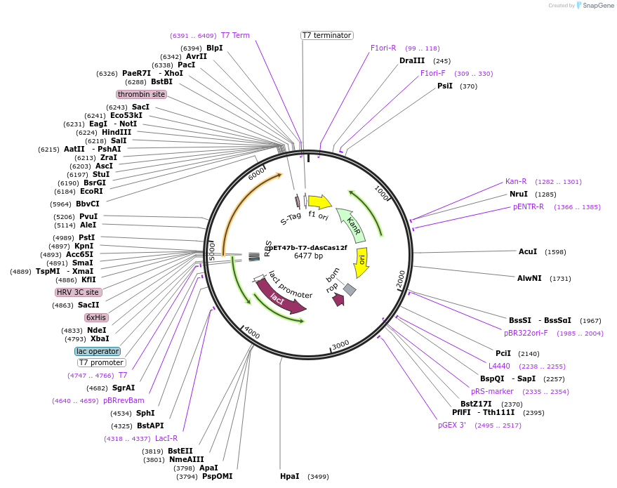 204641-plasmid-map-sequence-id-405731