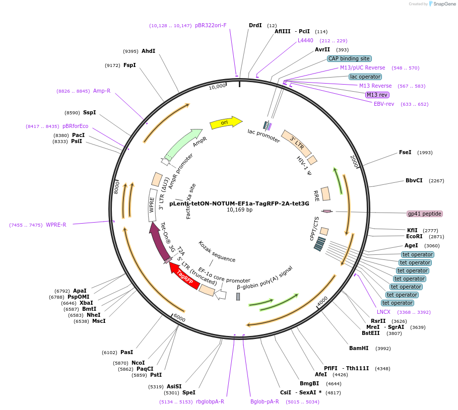 204188-plasmid-map-sequence-id-405736