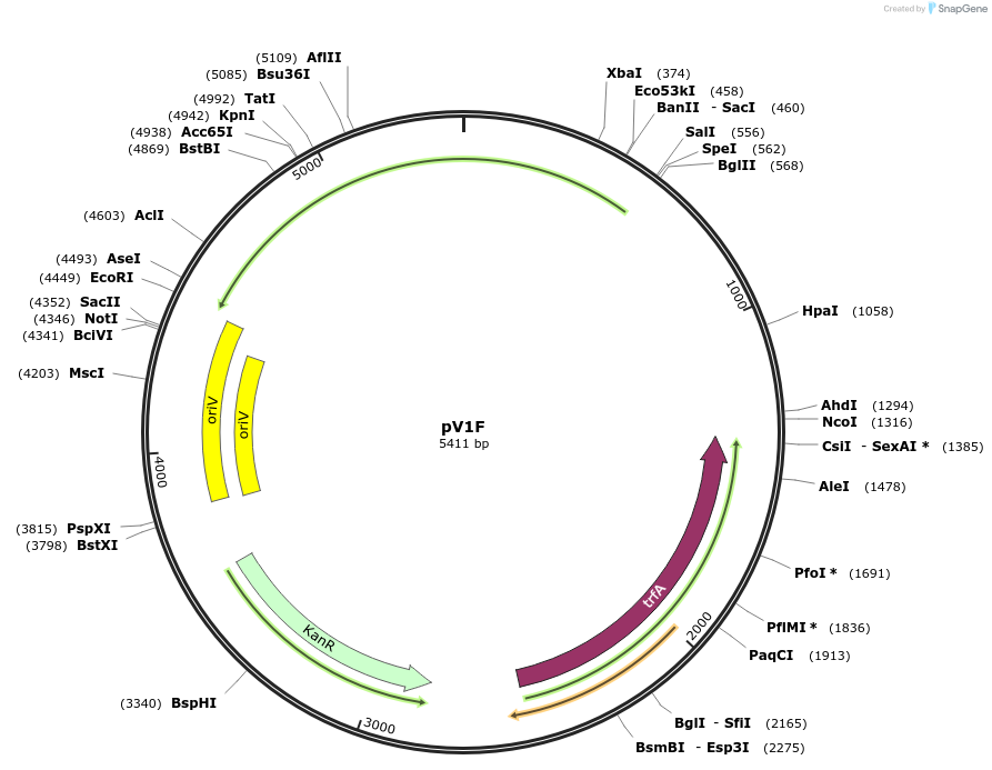 205084-plasmid-map-sequence-id-405743