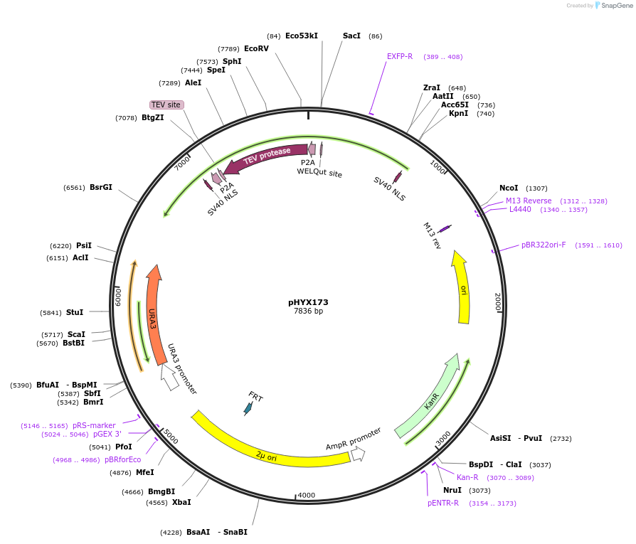 202817-plasmid-map-sequence-id-405744