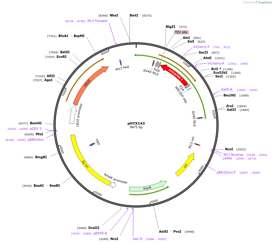 202816-plasmid-map-sequence-id-405746