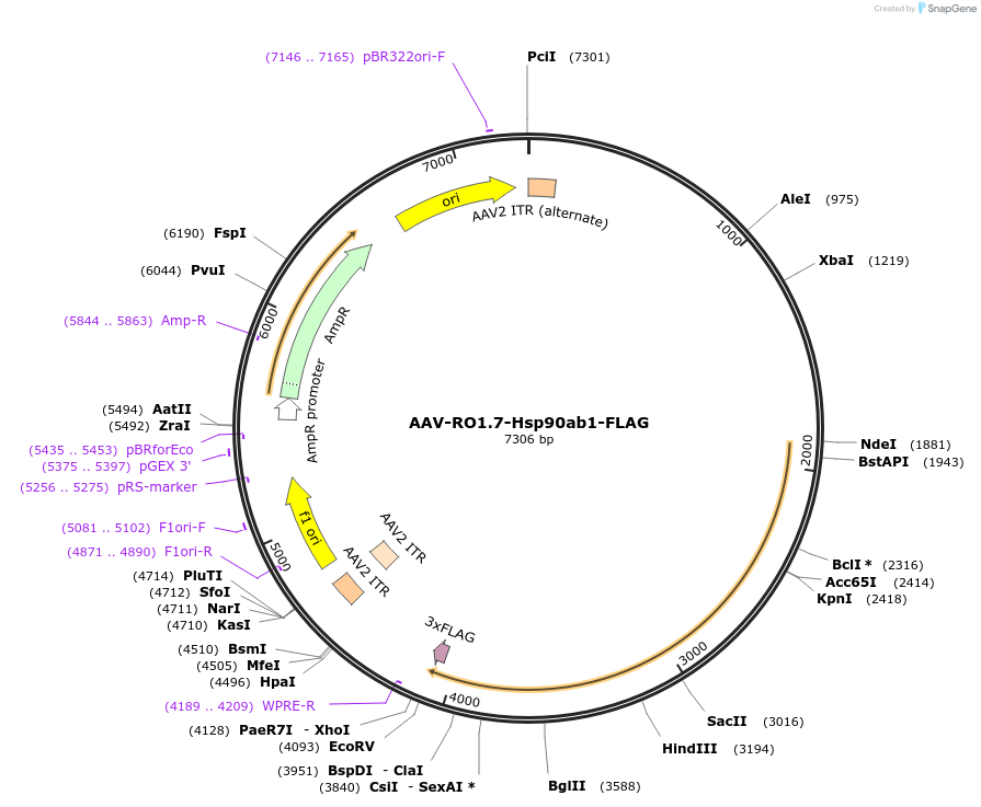 206355-plasmid-map-sequence-id-405766