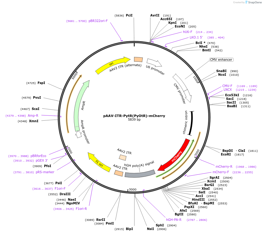 204870-plasmid-map-sequence-id-405770
