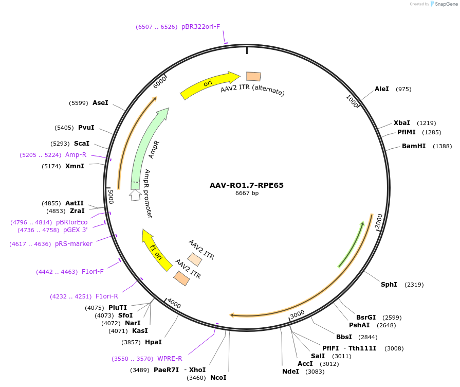 206346-plasmid-map-sequence-id-405777