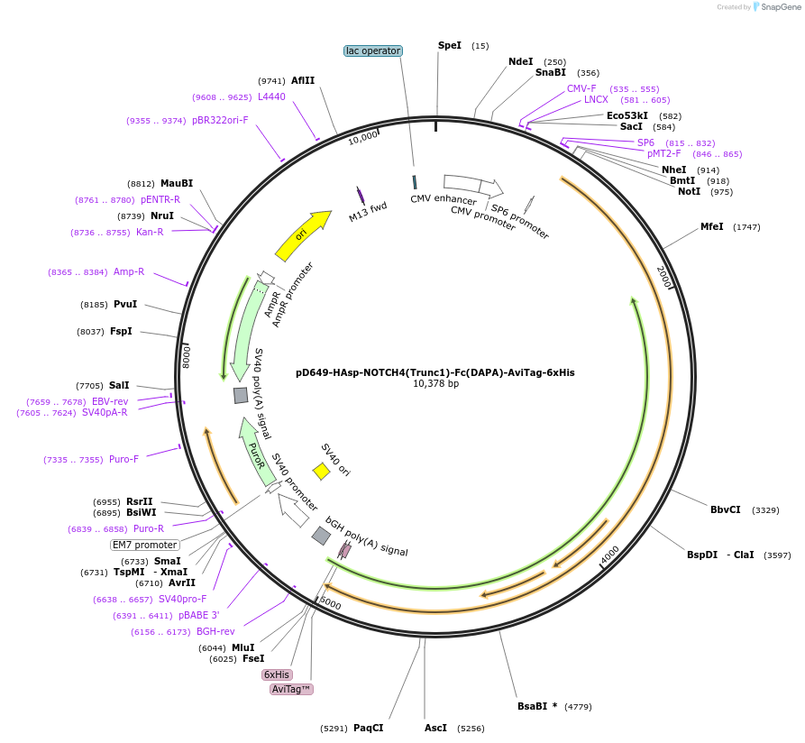 157040-plasmid-map-sequence-id-405779