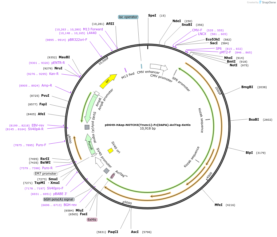 157045-plasmid-map-sequence-id-405780