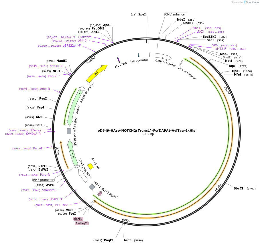 157047-plasmid-map-sequence-id-405781