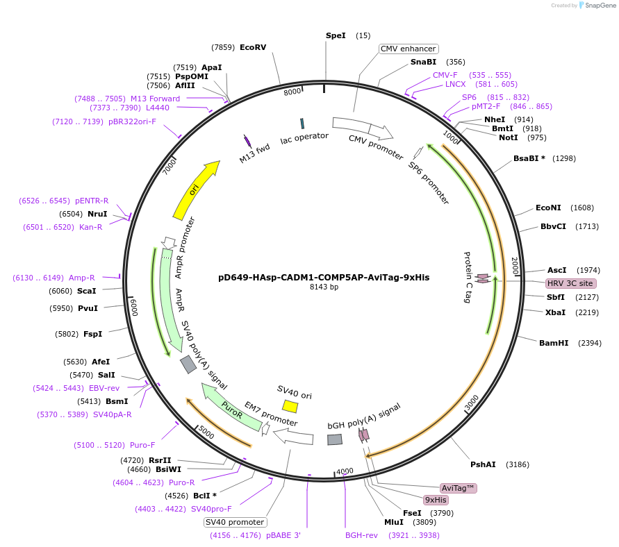 157334-plasmid-map-sequence-id-405785