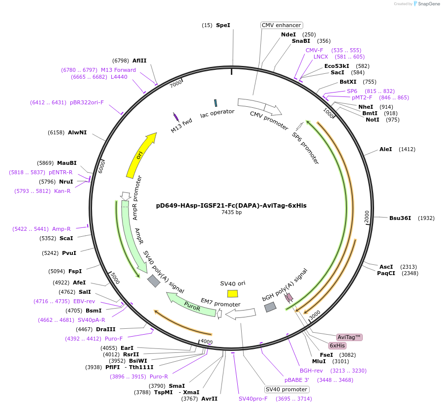 156865-plasmid-map-sequence-id-405788
