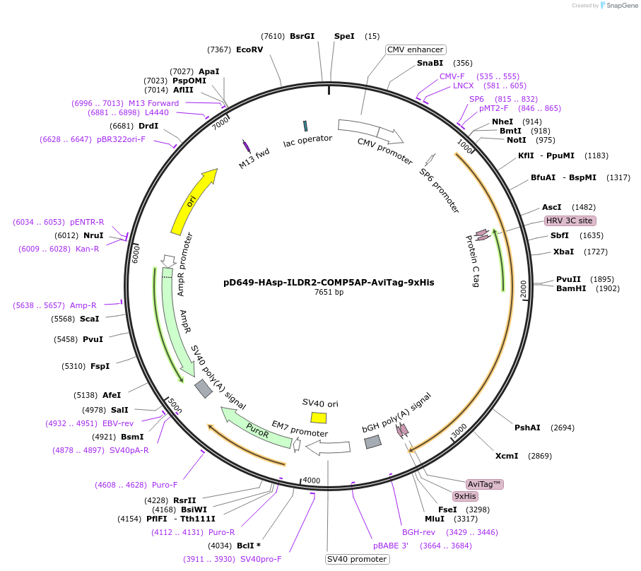 157127-plasmid-map-sequence-id-405794