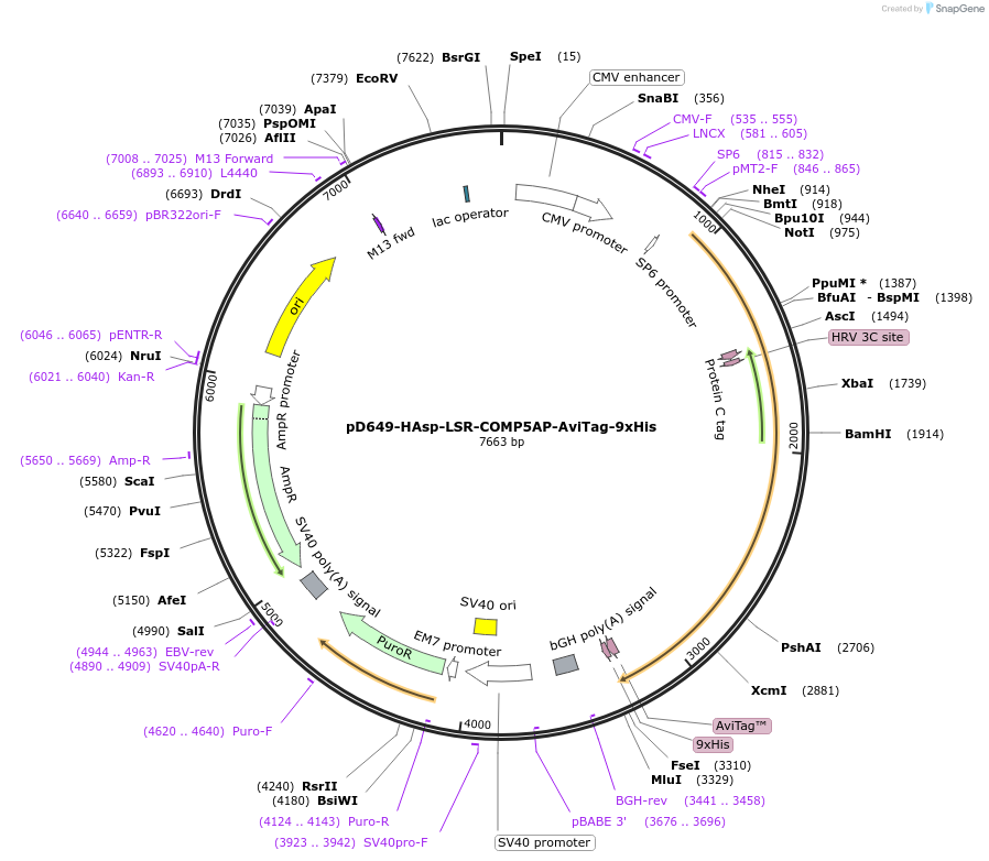 157130-plasmid-map-sequence-id-405796
