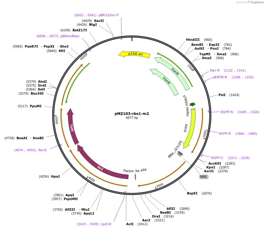 204464-plasmid-map-sequence-id-405815