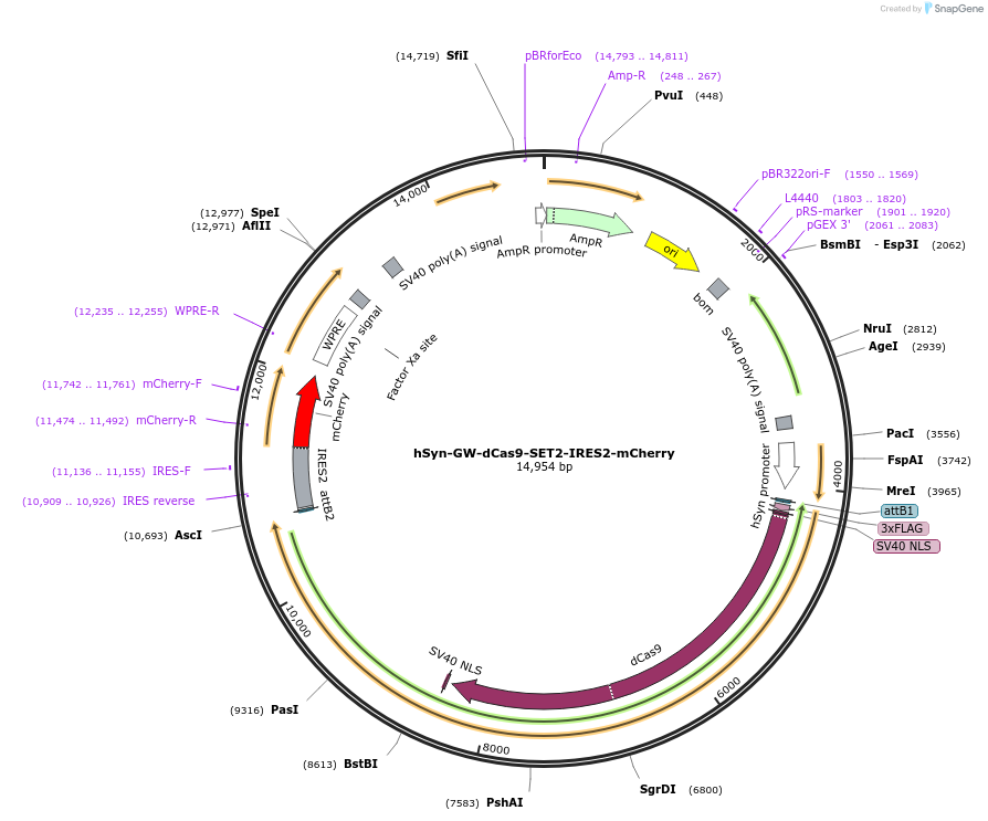 202089-plasmid-map-sequence-id-405816