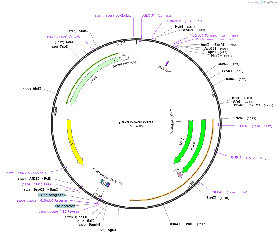 203608-plasmid-map-sequence-id-405820