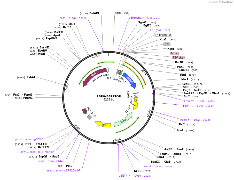 202055-plasmid-map-sequence-id-405823