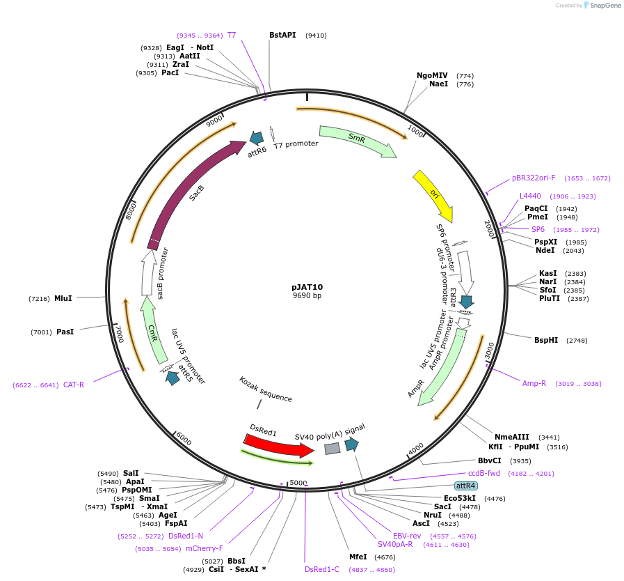 204293-plasmid-map-sequence-id-405835
