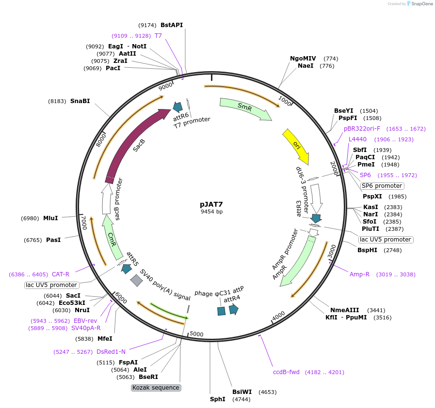 204292-plasmid-map-sequence-id-405844