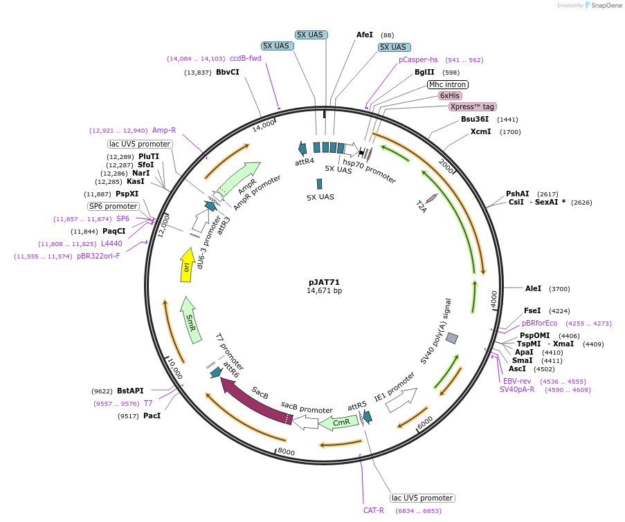204305-plasmid-map-sequence-id-405846
