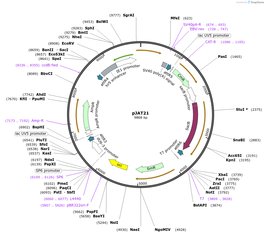 204309-plasmid-map-sequence-id-405852