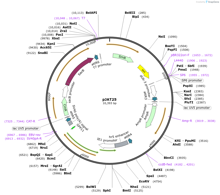 204310-plasmid-map-sequence-id-405854