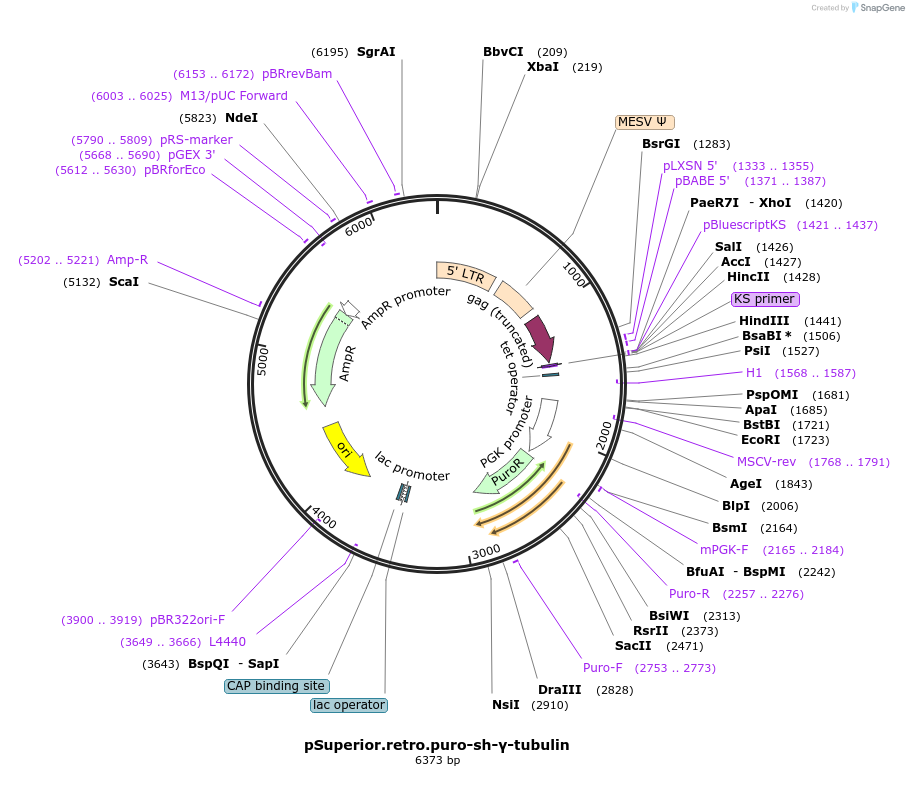 205602-plasmid-map-sequence-id-405875