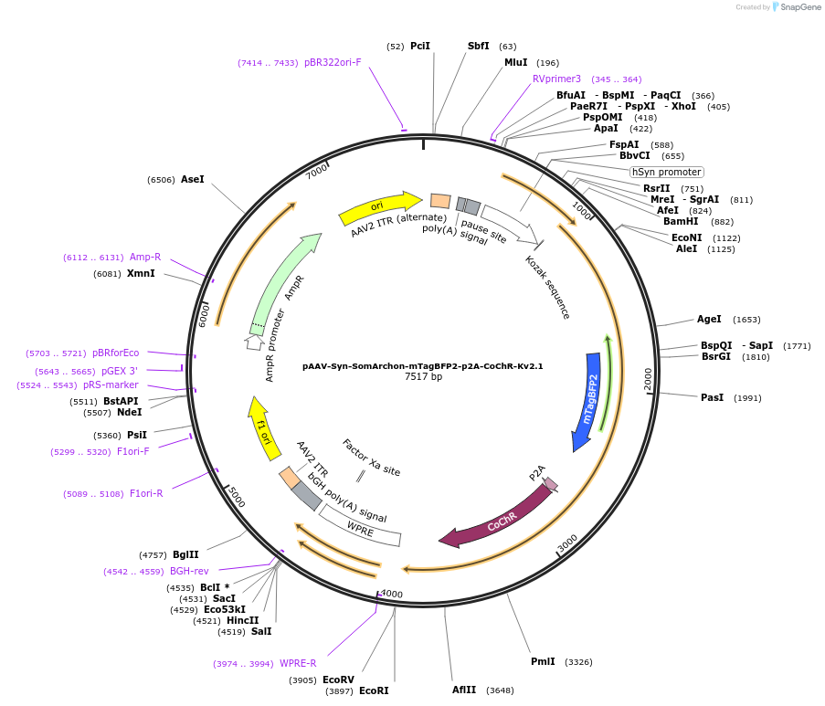 206006-plasmid-map-sequence-id-405889