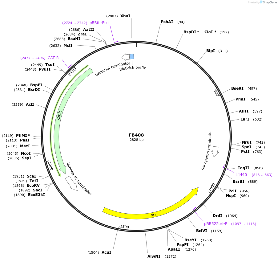 203629-plasmid-map-sequence-id-405892
