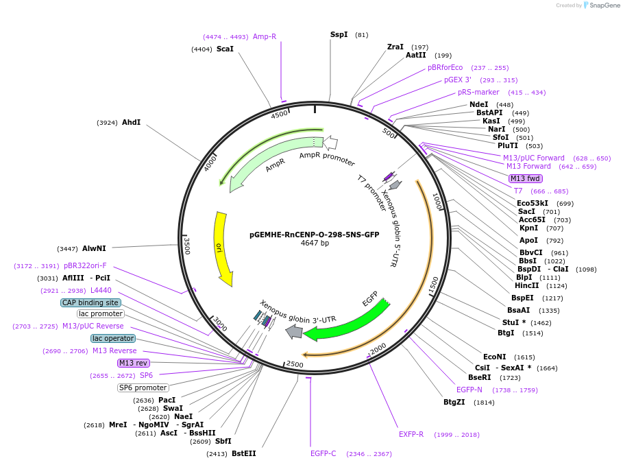205742-plasmid-map-sequence-id-405893