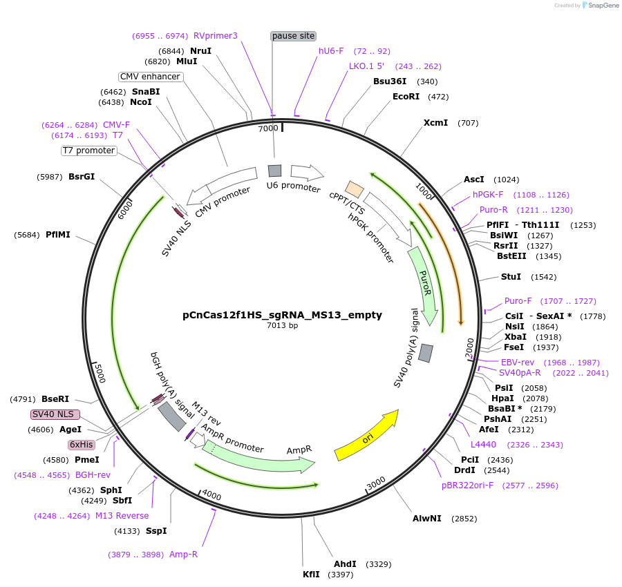 204999-plasmid-map-sequence-id-405896