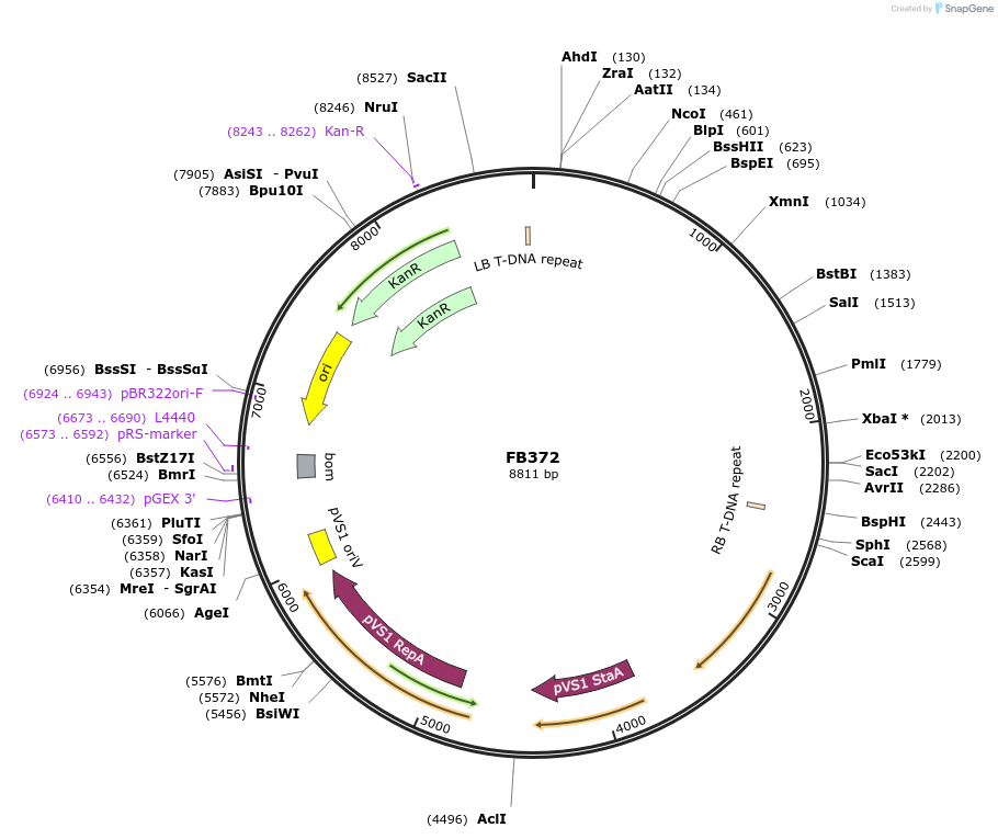 203616-plasmid-map-sequence-id-405908