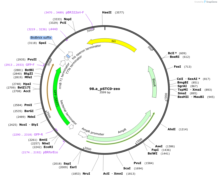 202332-plasmid-map-sequence-id-405925