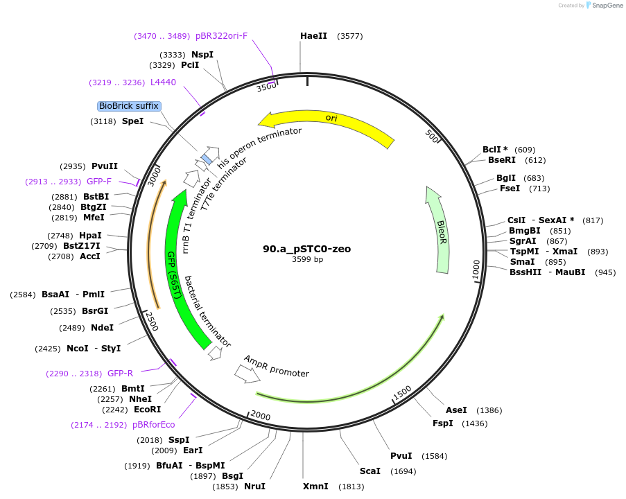 202336-plasmid-map-sequence-id-405929