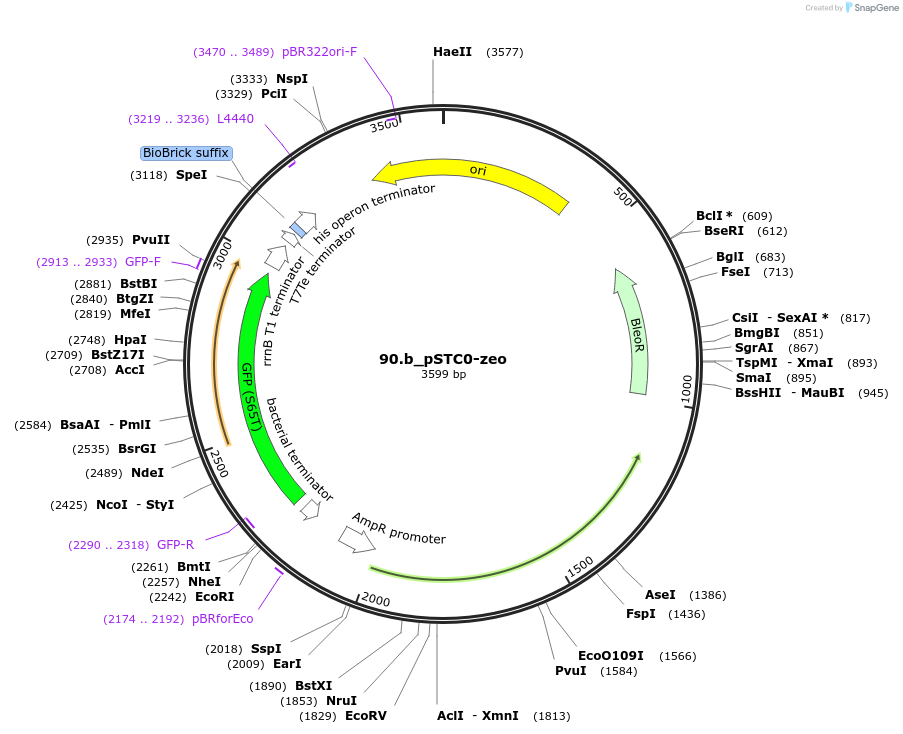 202337-plasmid-map-sequence-id-405936