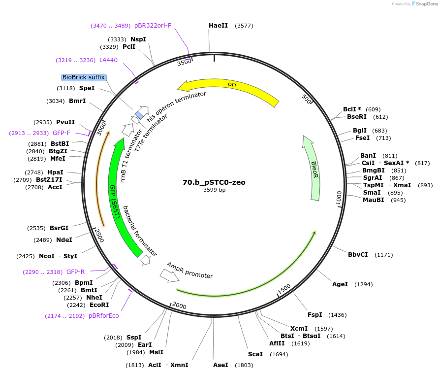 202341-plasmid-map-sequence-id-405953
