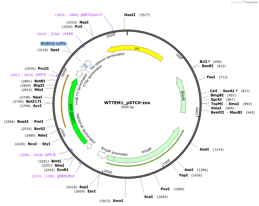 202351-plasmid-map-sequence-id-405961