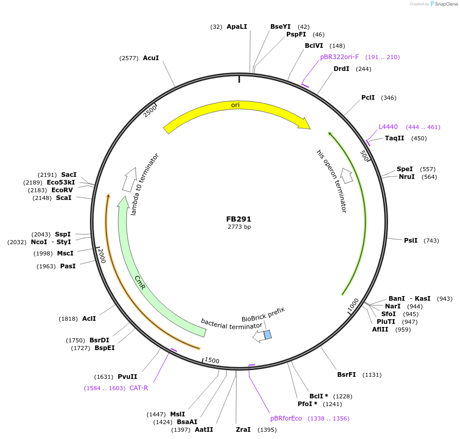 203623-plasmid-map-sequence-id-405965