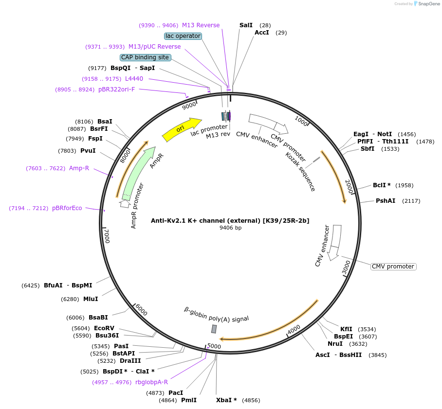 206625-plasmid-map-sequence-id-405972