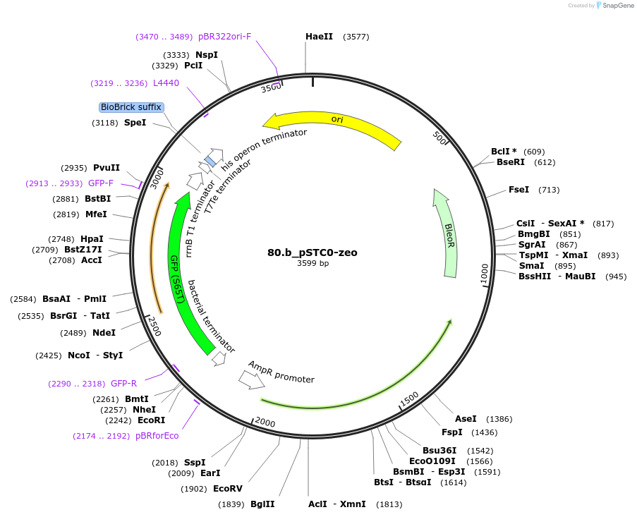 202339-plasmid-map-sequence-id-405973