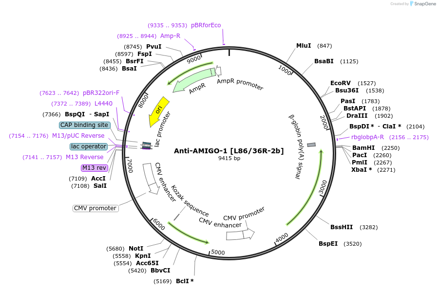 206649-plasmid-map-sequence-id-405974