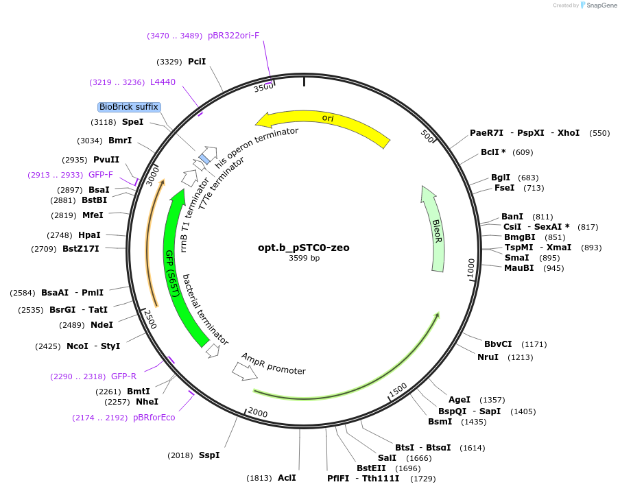 202348-plasmid-map-sequence-id-405975