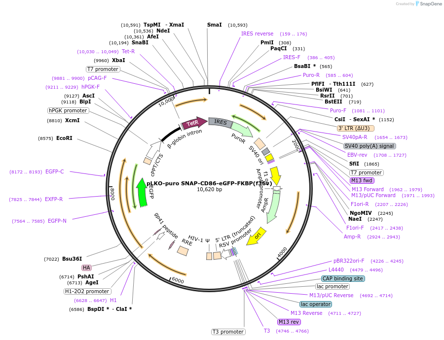200283-plasmid-map-sequence-id-405982
