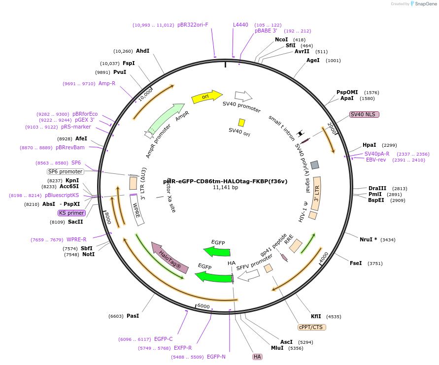 200281-plasmid-map-sequence-id-405985