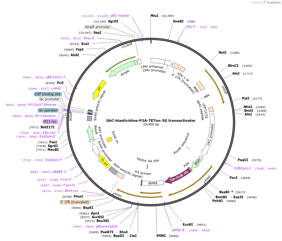 200191-plasmid-map-sequence-id-405986
