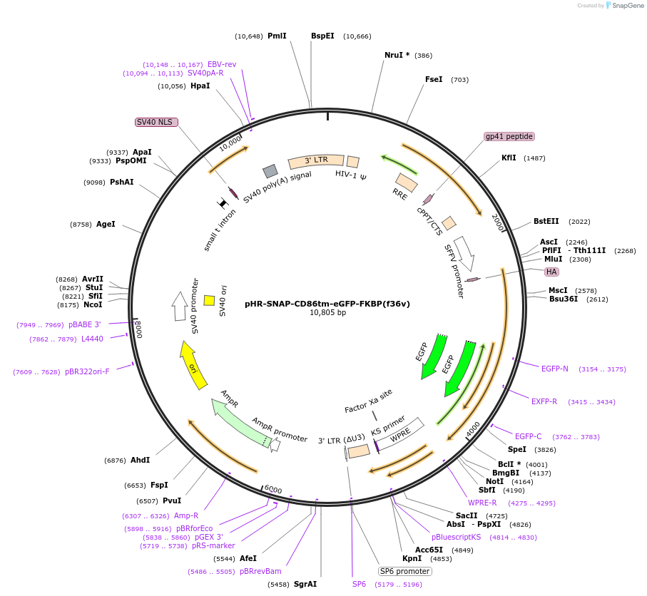 200280-plasmid-map-sequence-id-405987