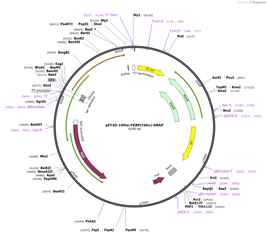 200282-plasmid-map-sequence-id-405988