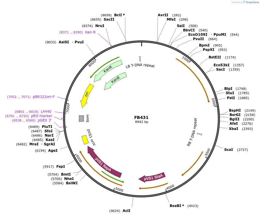 203622-plasmid-map-sequence-id-405989